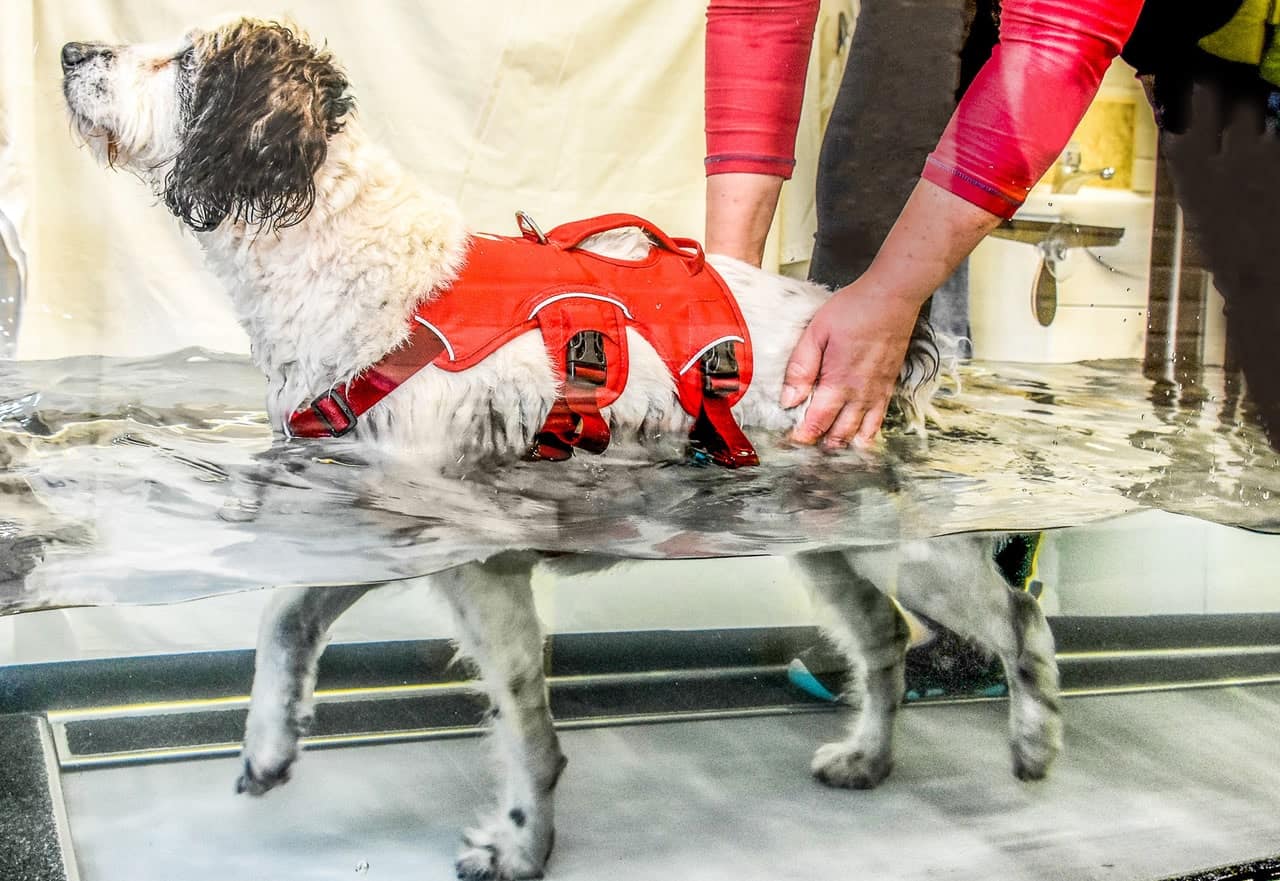 Canine Hydrotherapy in York | Aquatread Canine Hydrotherapy